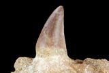 Fossil Mosasaur (Prognathodon) Jaw Section With Tooth #116981-1